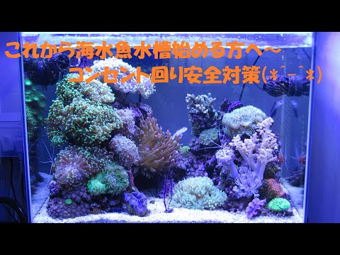 ペットのサメの飼い方!初心者でもできる5つのステップ