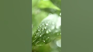 سورة الناس بصوت جميل وخاشع | تلاوة تريح القلب 🌿✨