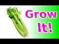 How to Plant Celery for FREE in 60 seconds! 🥬🥬🥬 How to Garden Vegetables and Grow Your Own Food