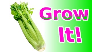 How to Plant Celery for FREE in 60 seconds! 🥬🥬🥬 How to Garden Vegetables and Grow Your Own Food