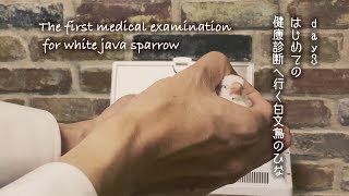 （4k.iPhone11pro）day３はじめての健康診断へ行く白文鳥のひな/The first medical examination  for white java sparrow