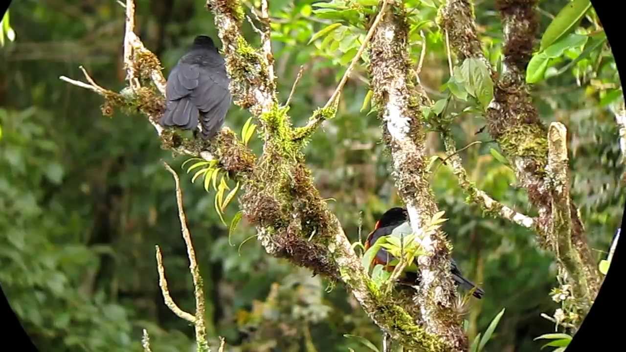 Red-ruffed Fruitcrow - Pyroderus scutatus - Otun, C Andes