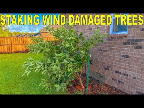 How To Straighten A Leaning Tree Damaged In A Wind Storm