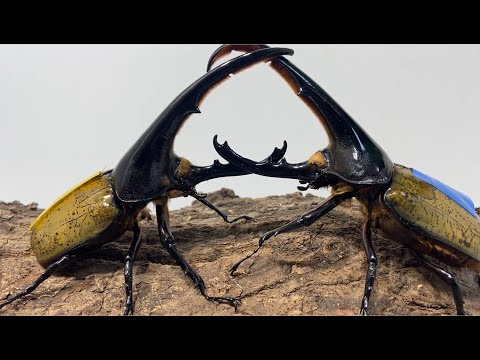 スーパーヘラクレスオオカブトGP まとめて8匹トーナメント