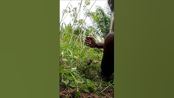 Harvesting cassava part 271 #shorts #farming #cassava #nature  #cassavaroots #cassavafarming