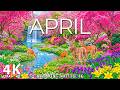 Spring in April 4K – Early Spring 2026: Blooming Sakura Rivers, Tulip Fields & Relaxing Piano Music