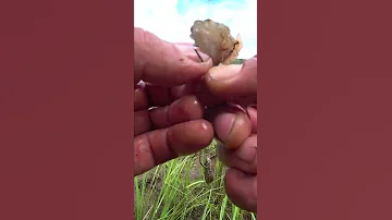 Рыбалка на кусок мяса. Слабонервным не смотреть. #shorts #рыбалка #fishing #рыба #мясо
