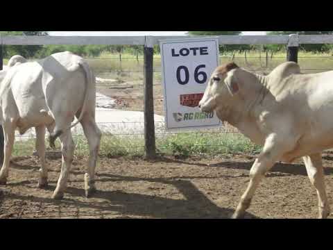 Lote 06