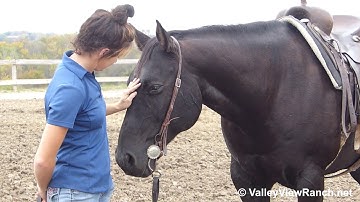 Martin - walk, jog, lope, stops, dismount! - ValleyViewRanch.net