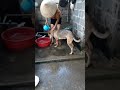 Bà Tân vlog tắm cho chó