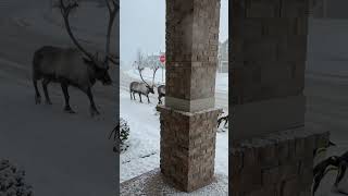 Its so cold outside dangerous, sub-zero wind chills, heavy snow, and ice.#shorts​ #trending​ #video​