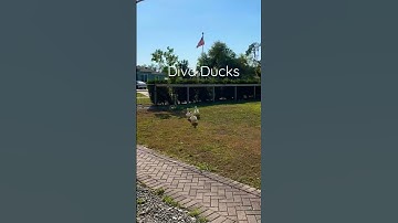 Diva Ducks #pekin #ducks