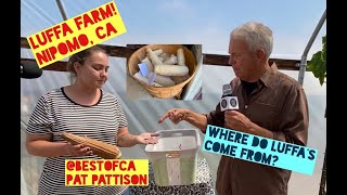 Luffa Farm In Nipomo Where Do Luffas Come From? Pat Pattison Solves The Ancient Mystery.