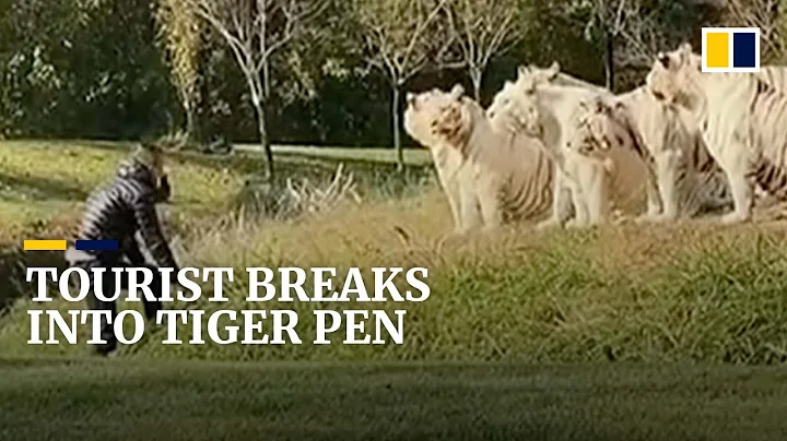 Tourist breaks into tiger pen in China - DayDayNews