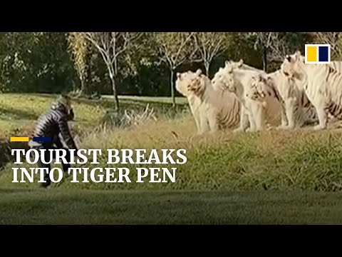 Tourist breaks into tiger pen in China