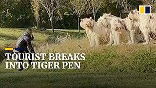 Tourist breaks into tiger pen in China