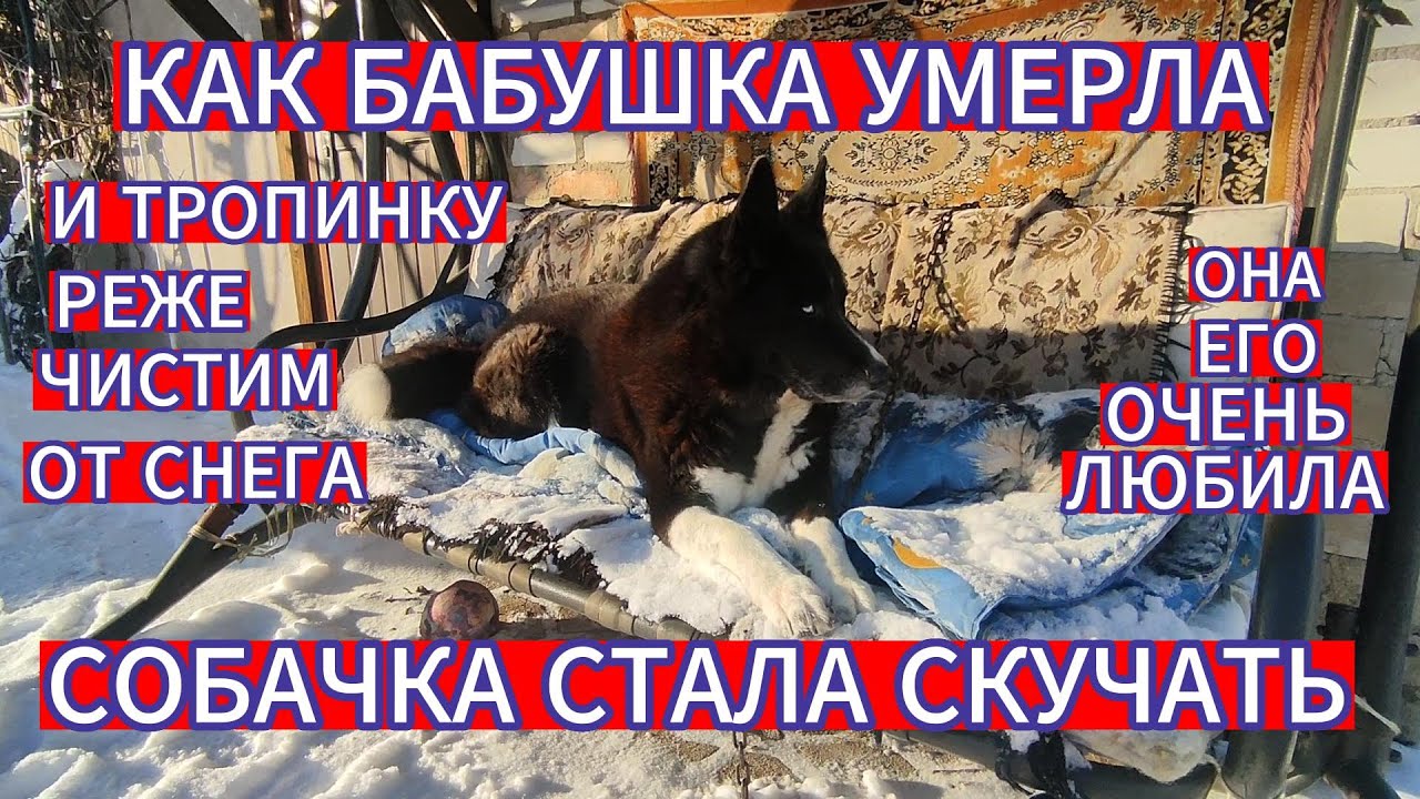 КАК БАБУШКА УМЕРЛА , СОБАЧКА СТАЛА СКУЧАТЬ . ОНА ЕГО ОЧЕНЬ ЛЮБИЛА . И ...