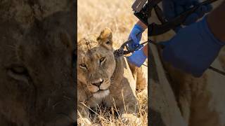 Watch This Lion Walk Free After Being Chained 🥺 #viral #shorts