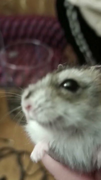 хомяк 🐹 - YouTube