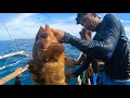 Grouper, Moray ell and Cuttlefish freediving catch | Catch & Sell