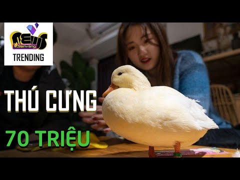 Video: Hướng dẫn nuôi vịt như thú cưng