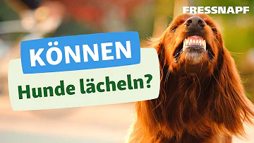 Warum Lächeln manche Hunde?