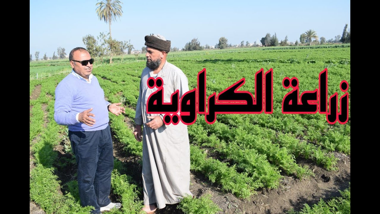 زراعة الكراوية لتحقيق أعلى الأرباح