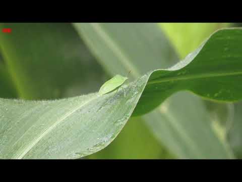 Am zweite August (2025) (3)