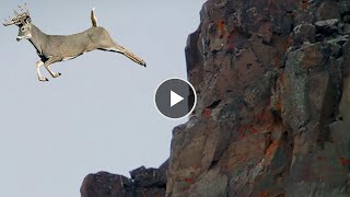 ANIMALES LA Cabra de Montaña ¡Un Escalador SIN MIEDO QUE DESAFÍA LA GRAVEDAD ! ¿POR QUÉ NO SE CAEN? by WILD ANIMALS salvajes 395,259 views 1 year ago 16 minutes