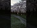 Cherry blossom in netherlands 