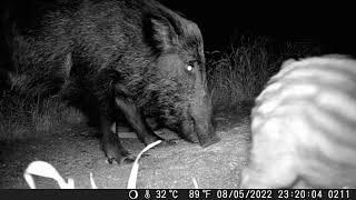 Trail Cam Special !! by Planet Earth Mina 14 views 1 year ago 8 minutes, 6 seconds