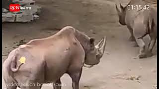 Badak kawin #rhino #rhinoceros