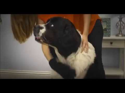 le-gant-magique-toilettage-chien-et-chat