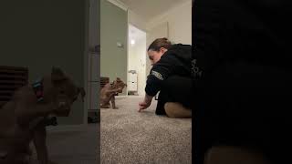 Sorry He Is 9 Weeks Old Tomorrow