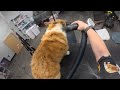 See What Happens When This Dog Gets a Dryer!