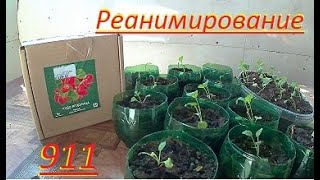 Экстренное Реанимирование Растений!!! Кот перевернул Рассаду!