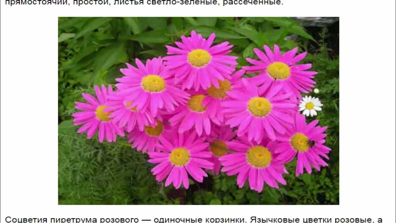 Пиретрум фото цветов описание