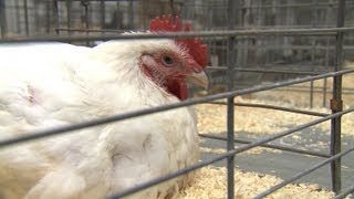 Poultry Judging | Iowa State Fair 2012