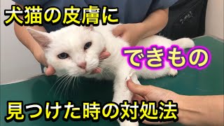 見た目で分かる皮膚に腫瘍を見つけた時の対処法【犬猫の皮膚にできもの】