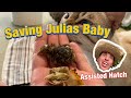 SAVING JULIAS BABY! | quail chick STUCK in the EGG!