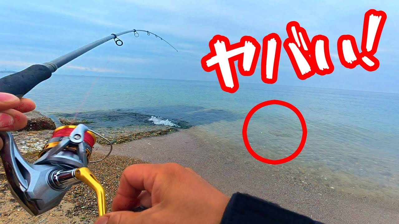 シロギス狙いでサーフへ！まさかの珍魚GETに大興奮