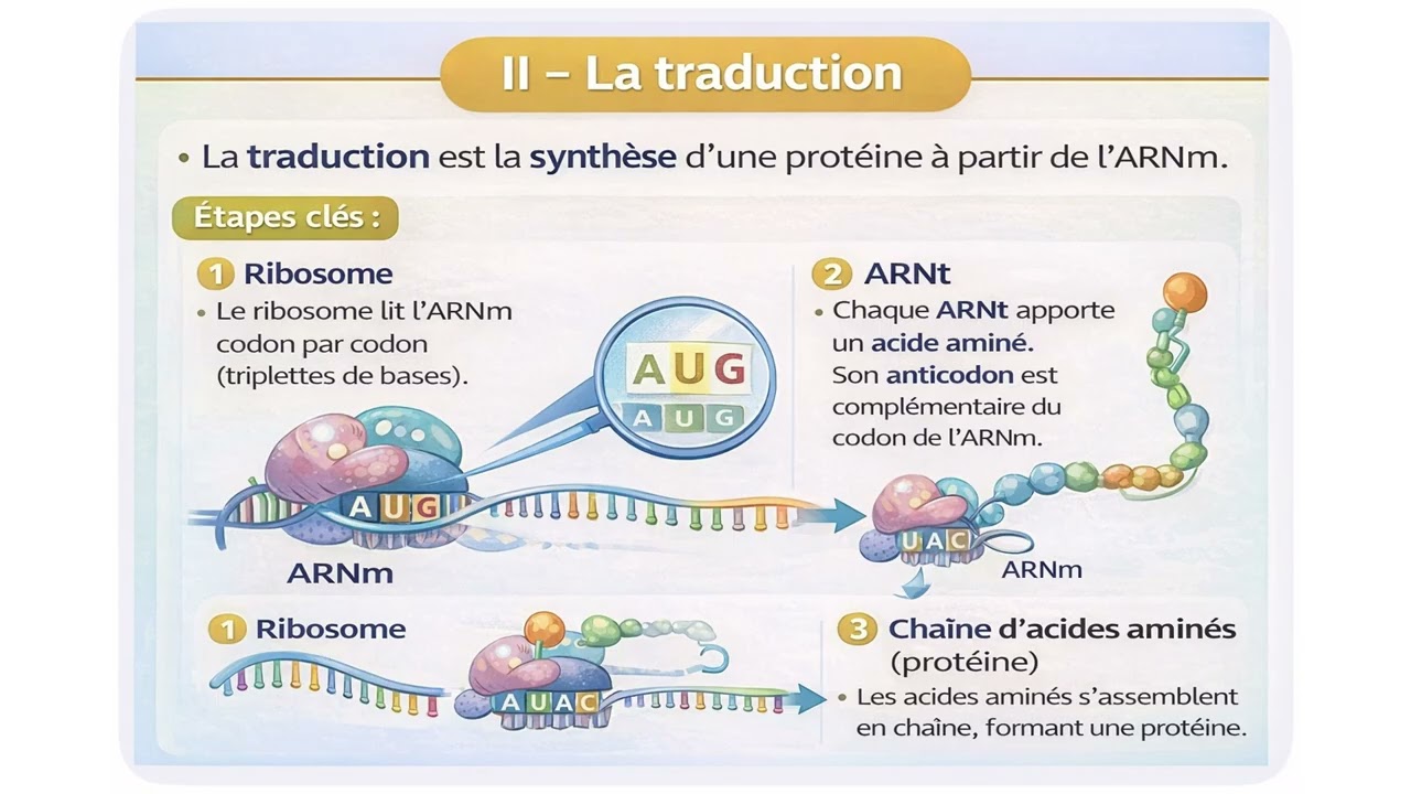 2ème étape de l'expression de l'information génétique : L a traduction