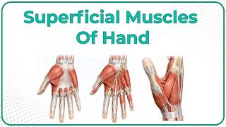 Superficial Muscles of Hand: Anatomy (Animation): USMLE STEP 1