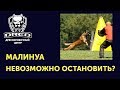 Малинуа, торможение возбуждения нервной системы у собаки | команда чужой-фас