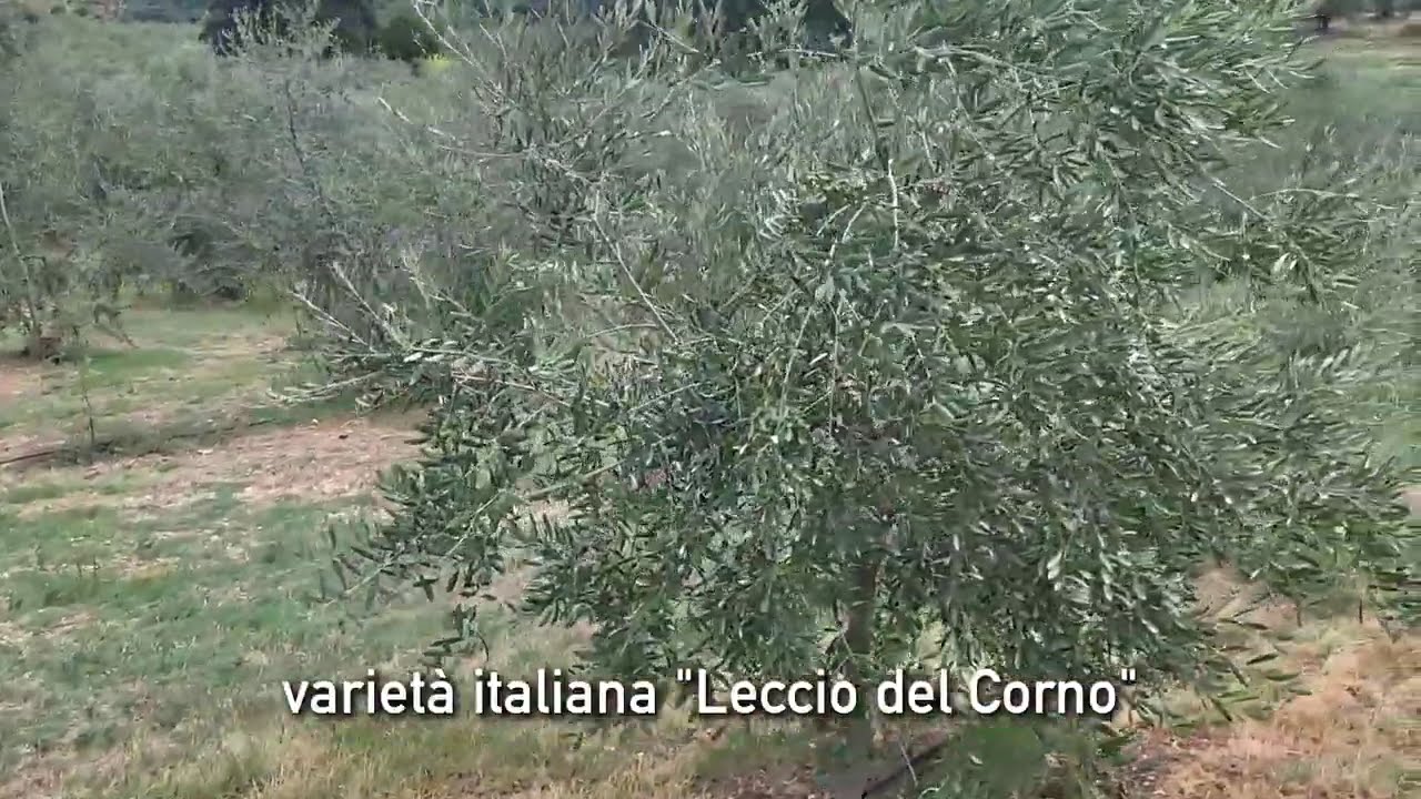 L’Evoluzione dell’Oliveto: Il Vaso Libero “Zaragoza” a Rieti