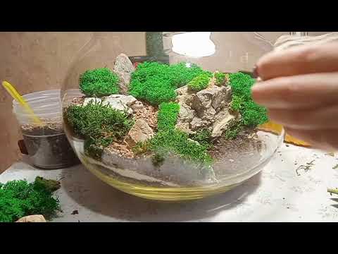 Video: Florarium - teie isiklik troopiline aed