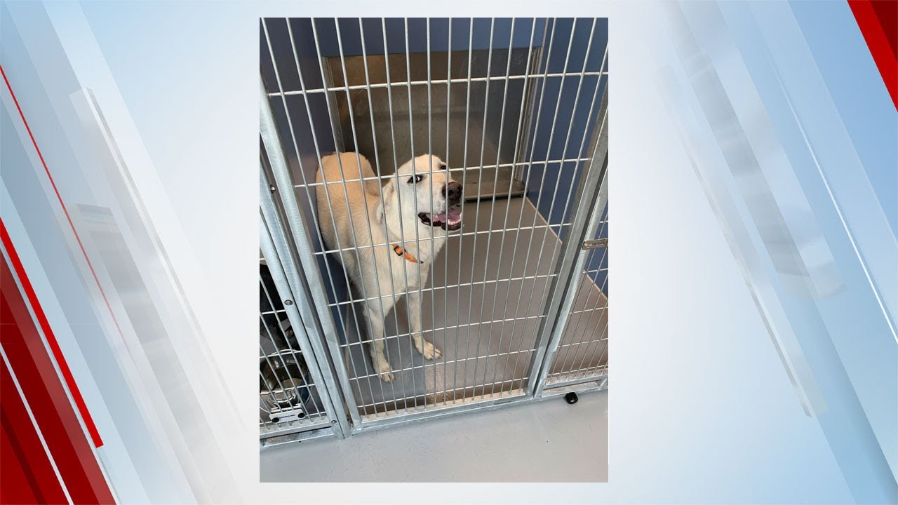 Mustang, Blanchard Animal Shelters Close After Infectious Outbreak