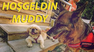 Vlog 44 - Hoşgeldi̇n Muddy Bi̇r Peki̇nez Sahi̇plendi̇k.