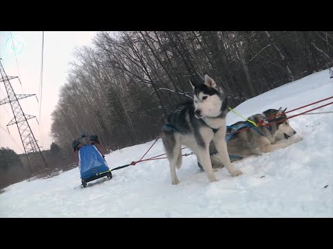 Нарты, каюр и шестёрка хаски. Как в Новосибирске готовятся к гонкам на собачьих упряжках?