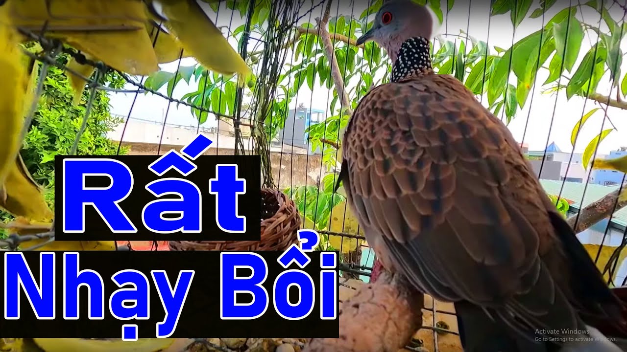 💦CHIM CU GÁY Giọng Hấp Dẫn ĐỦ BÀI [GÁY GỌI,THÚC,GÙ ]Kích Bổi Nhanh Nổi.Cu Gáy.Cu Đất,Cu cườm